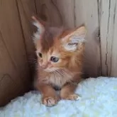 ソマリ【奈良県・女の子・2025年3月11日・ルディー】の写真5