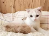 スコティッシュフォールド(折れ耳)【奈良県・男の子・2025年5月5日・クリームタビー&ホワイト】の写真5