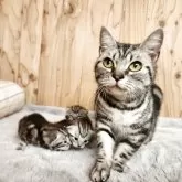 アメリカンショートヘア【奈良県・女の子・2025年11月24日・シルバータビー】の写真5