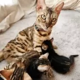 ベンガル【奈良県・男の子・2025年8月11日・ブラウンスポテッドタビー】の写真5