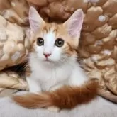 メインクーン【奈良県・女の子・2025年6月6日・レッドタビー&ホワイト】の写真5