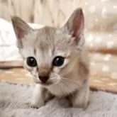 シンガプーラ【奈良県・女の子・2025年9月26日・セピアアグーティ】の写真5