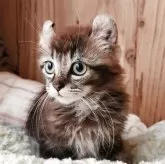 キンカロー【奈良県・男の子・2025年8月19日・ブラウンタビー&ホワイト】の写真5