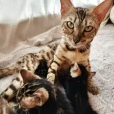 ベンガル【奈良県・女の子・2025年8月11日・ブラウンスポテッドタビー】の写真6