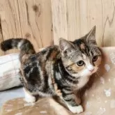 スコティッシュフォールド(立ち耳)【奈良県・女の子・2025年4月30日・ブラウンパッチドタビー&ホワイト】の写真5