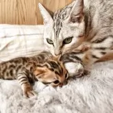 ベンガル【奈良県・男の子・2025年11月7日・シルバースポテッドタビー】の写真6