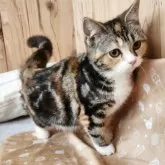 スコティッシュフォールド(立ち耳)【奈良県・女の子・2025年4月30日・ブラウンパッチドタビー&ホワイト】の写真6