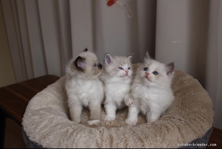 猫舎で初めて生まれた子猫達。毎日元気に走り回ってママを困らせています。｜松元　美侑(まつもと　みゆう)ブリーダー(三重県・ラグドール・CFA登録)の紹介写真6