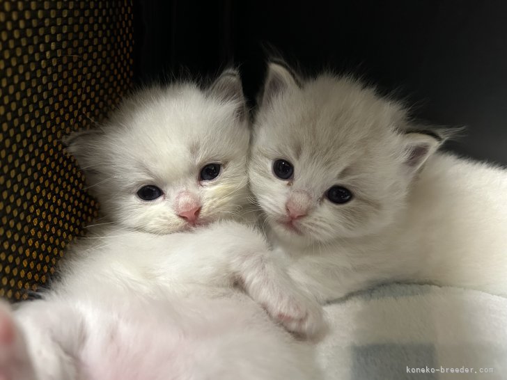 松元　美侑(まつもと　みゆう)ブリーダー(三重県・ラグドール・CFA/DCC登録)の紹介写真9