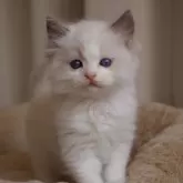 ラグドール【三重県・男の子・2024年7月28日・ブルーポイントバイカラー】の写真1「体重1.1Kg。ご飯をよく食べ兄弟よりも少し大きく成長しています✨」