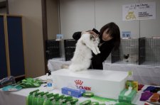 ラグドール【・女の子・2023年5月19日・SEAL LYNX POINT-WHITE】「キャットショーも頑張りました✨」