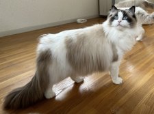 ラグドール【・女の子・2023年3月13日・SEAL POINT-WHITE】「ラグドールのスタンダードに近い立派なダブルコート。」