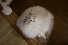 ラグドール【・女の子・2023年5月19日・SEAL LYNX POINT-WHITE】「まん丸🌕」