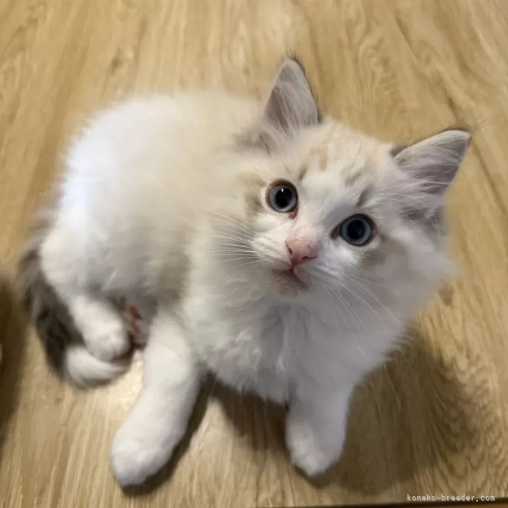 ID：2501-00039の子猫