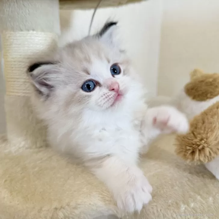 ID:2501-00036の子猫