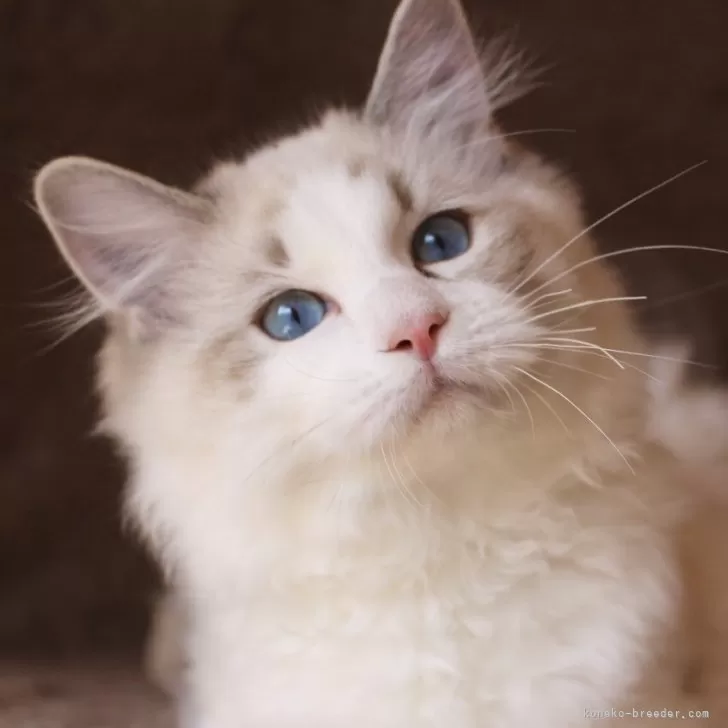 ラグドール【三重県・男の子・2025年6月30日・シールリンクスポイントバイカラー】の写真1
