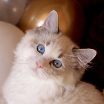ラグドール【三重県・男の子・2025年6月30日・シールリンクスポイントバイカラー】の写真「おだやかで好奇心旺盛なおっとりくん🐳」