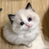 ラグドール【三重県・女の子・2026年2月19日・シールポイントバイカラー】の写真2