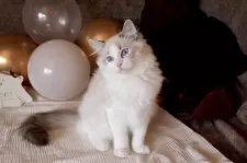 ラグドール【三重県・男の子・2025年6月30日・シールリンクスポイントバイカラー】の写真2