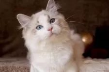 ラグドール【三重県・男の子・2025年6月30日・シールリンクスポイントバイカラー】の写真7