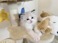 ラグドール【三重県・女の子・2024年11月13日・シールリンクスバイカラー】の写真3