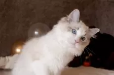 ラグドール【三重県・男の子・2025年6月30日・シールリンクスポイントバイカラー】の写真4