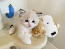 ラグドール【三重県・女の子・2024年11月13日・シールリンクスバイカラー】の写真7