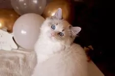 ラグドール【三重県・男の子・2025年6月30日・シールリンクスポイントバイカラー】の写真6