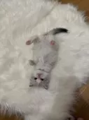 ラグドール【三重県・女の子・2024年11月13日・シールリンクスバイカラー】の写真8「よくひっくりかえっています」