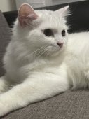 スコティッシュフォールド【・女の子・2021年3月18日・ホワイト】