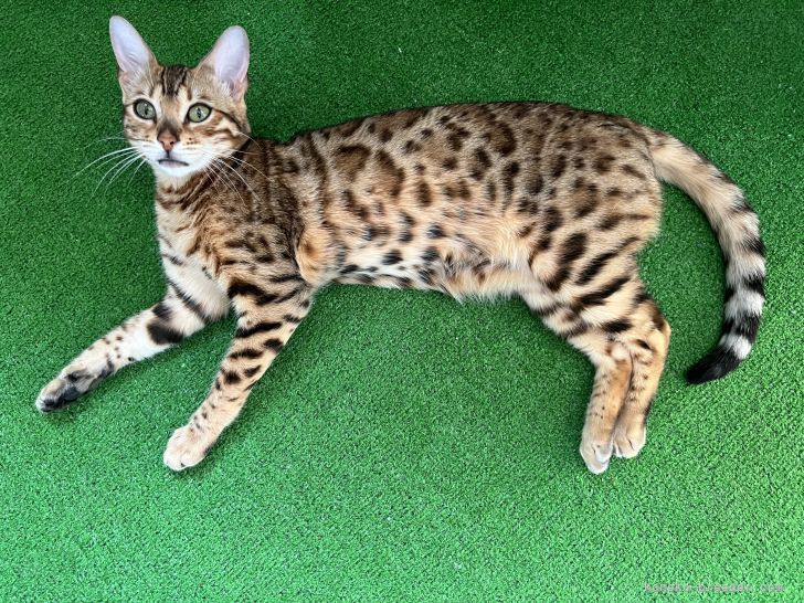 土田　基博(つちだ　もとひろ)ブリーダー(愛知県・ベンガル・ACC登録)の紹介写真8