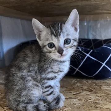 ベンガル【愛知県・女の子・2022年9月27日・ブラックシルバースポテットタビー(ツルツル)】の写真「優良血統!
激カワな女の子✨」