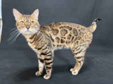 ベンガル【・男の子・2016年10月8日・ブラウンスポッテッドタビー】