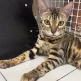 ベンガル