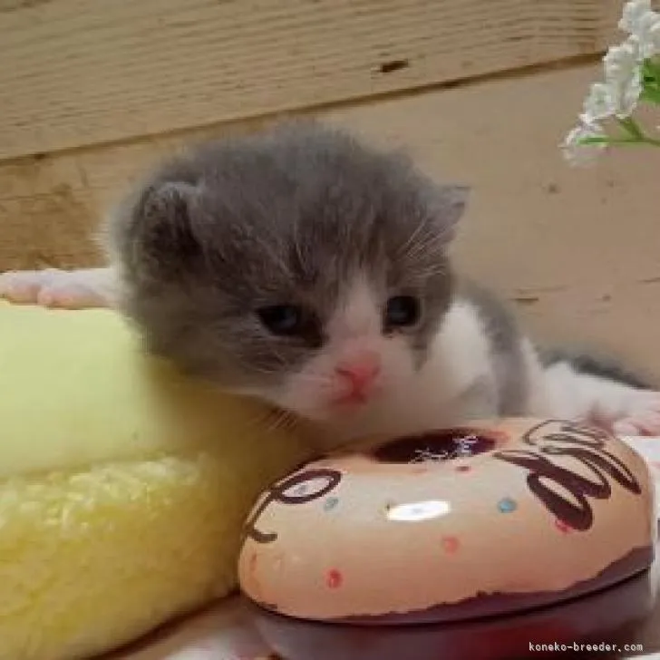 ID：2211-02080の子猫