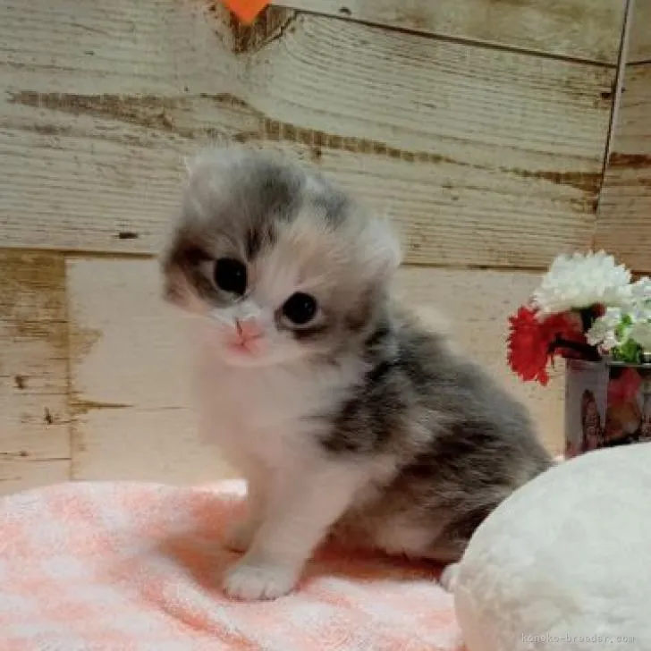 ID：2301-01207の子猫