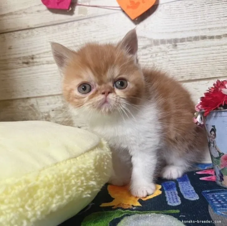 ID:2312-00881の子猫