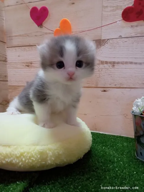 Y.S 様のお迎えした子猫