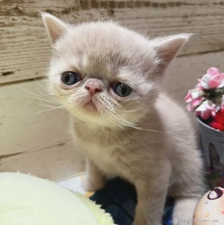 ID：2310-01623の子猫