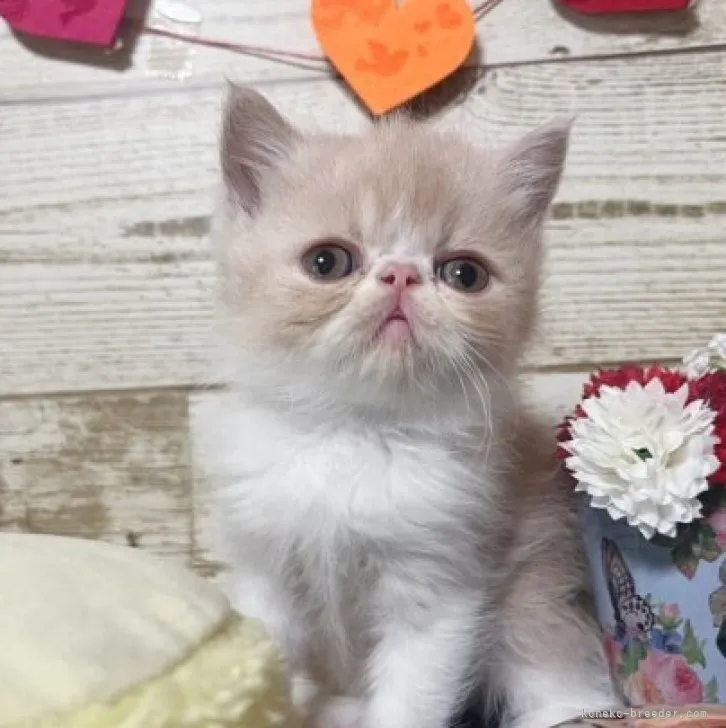 ID:2312-00867の子猫