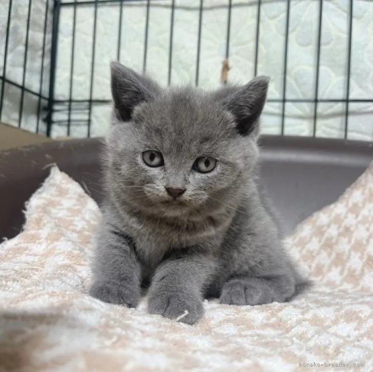 ファンク 様のお迎えした子猫