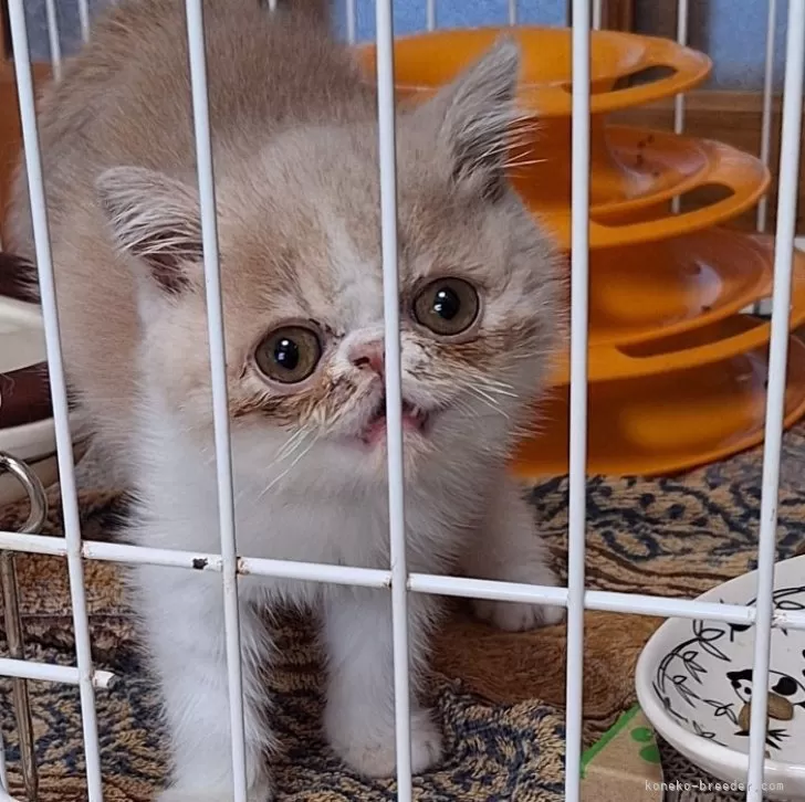 ID：2407-01952の子猫