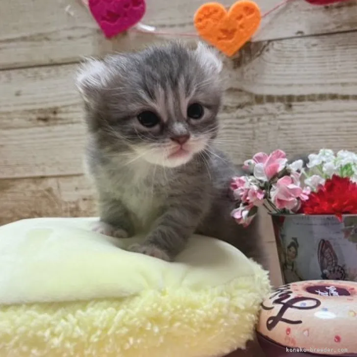ID:2309-02969の子猫