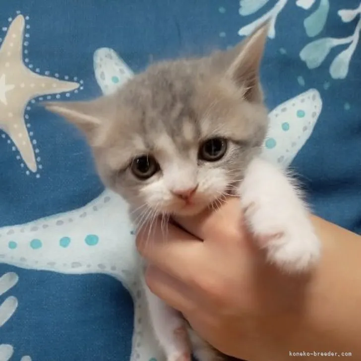 ID：2306-03733の子猫