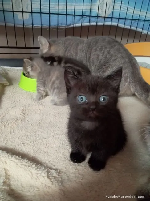 ID：2203-00864の子猫