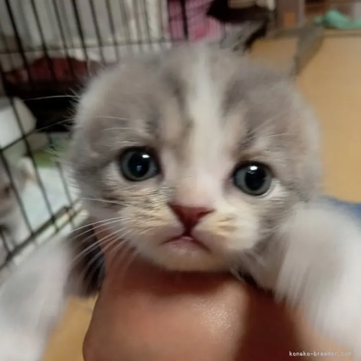 ID:2307-01285の子猫