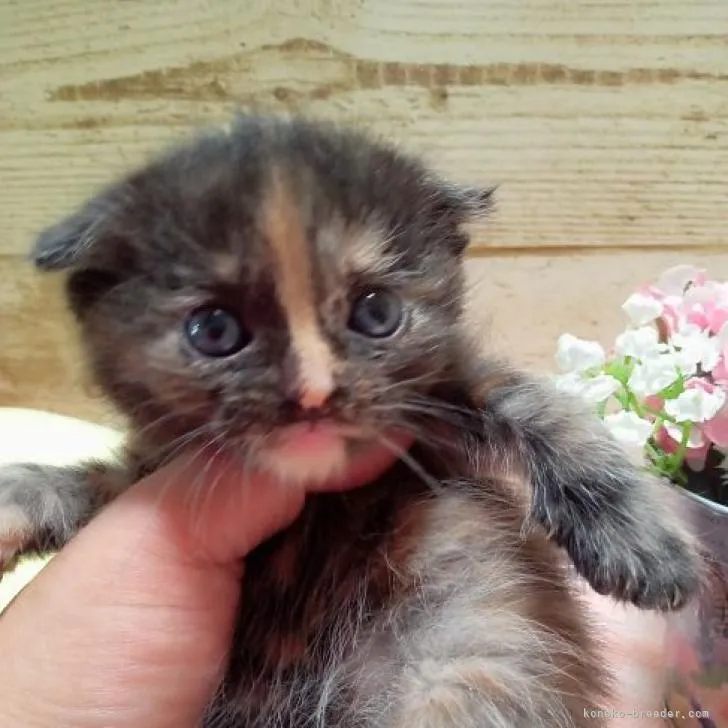 ID:2210-00327の子猫