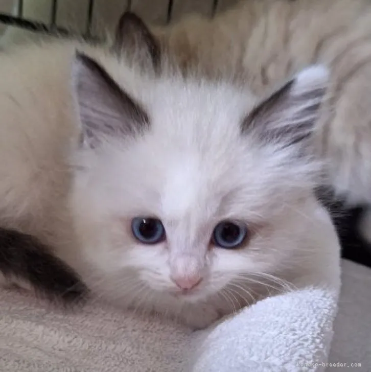 ID:2310-00289の子猫