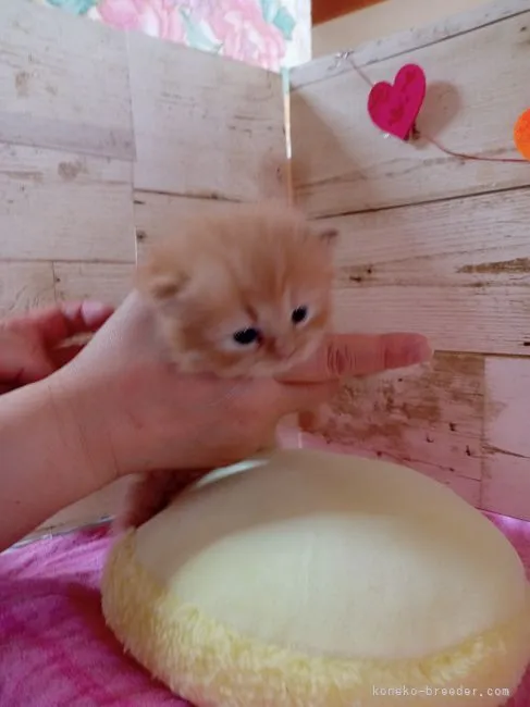 ID:2203-00598の子猫