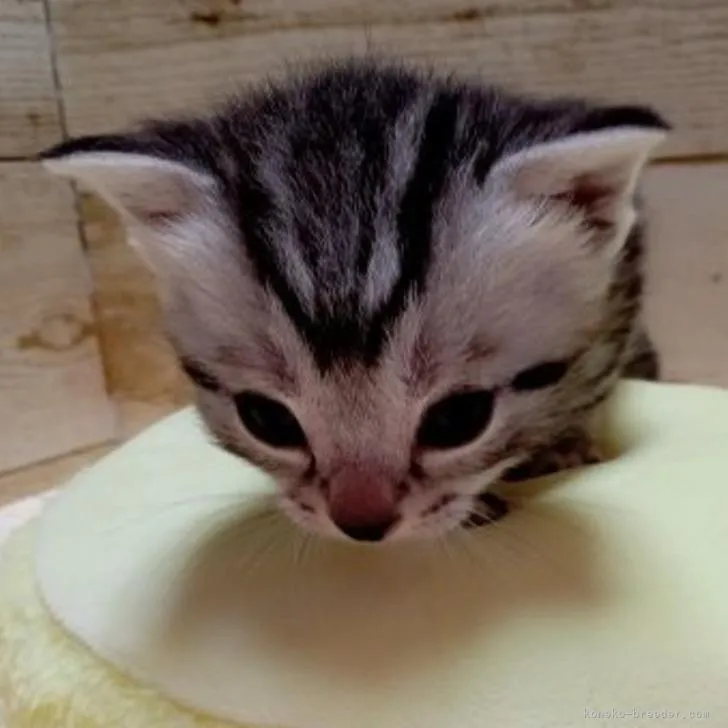 ID：2210-00323の子猫